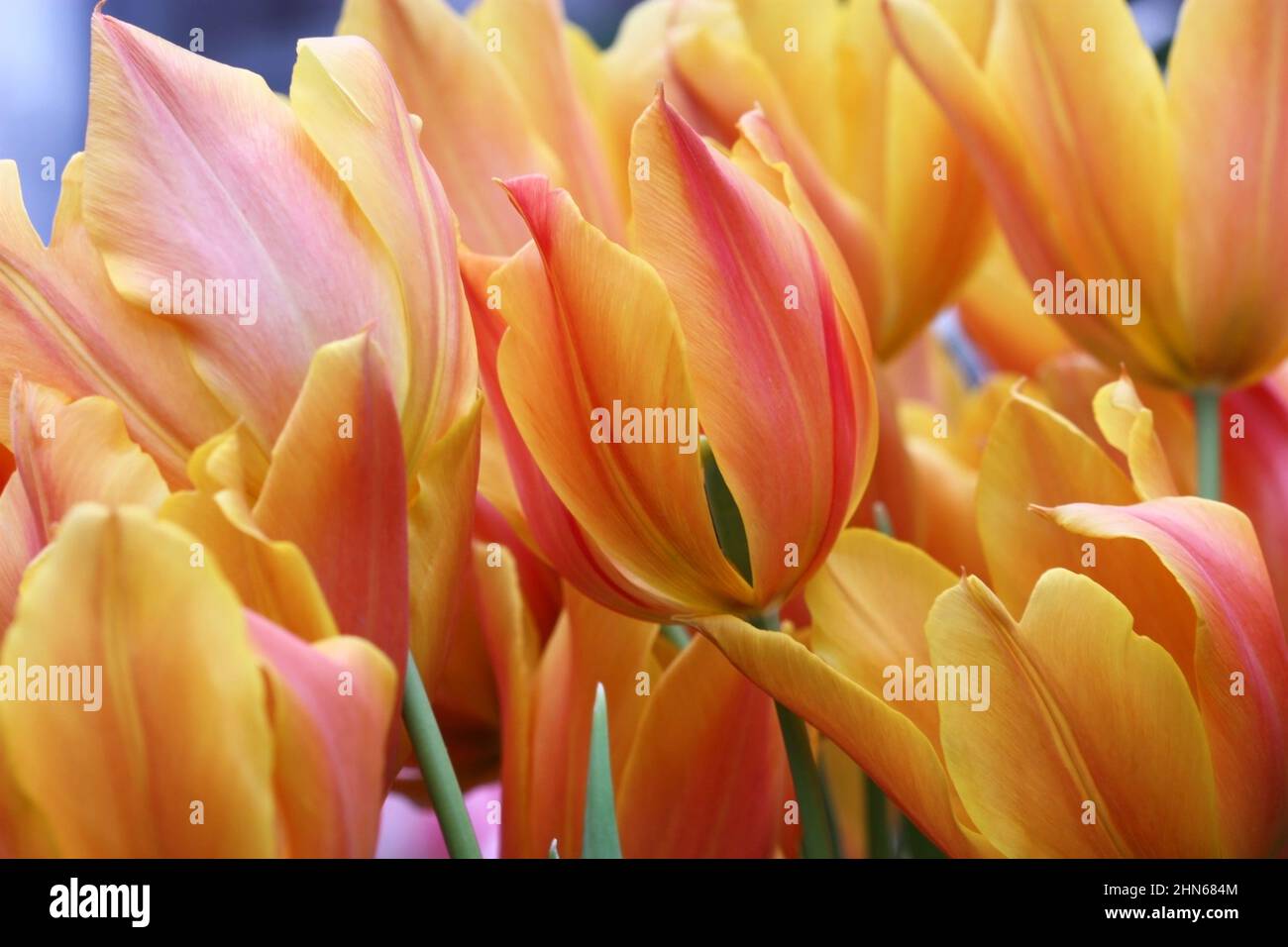 Tulipani gialli in primo piano orizzontalmente. Famiglia Liliaceae. Tulipa. Foto Stock