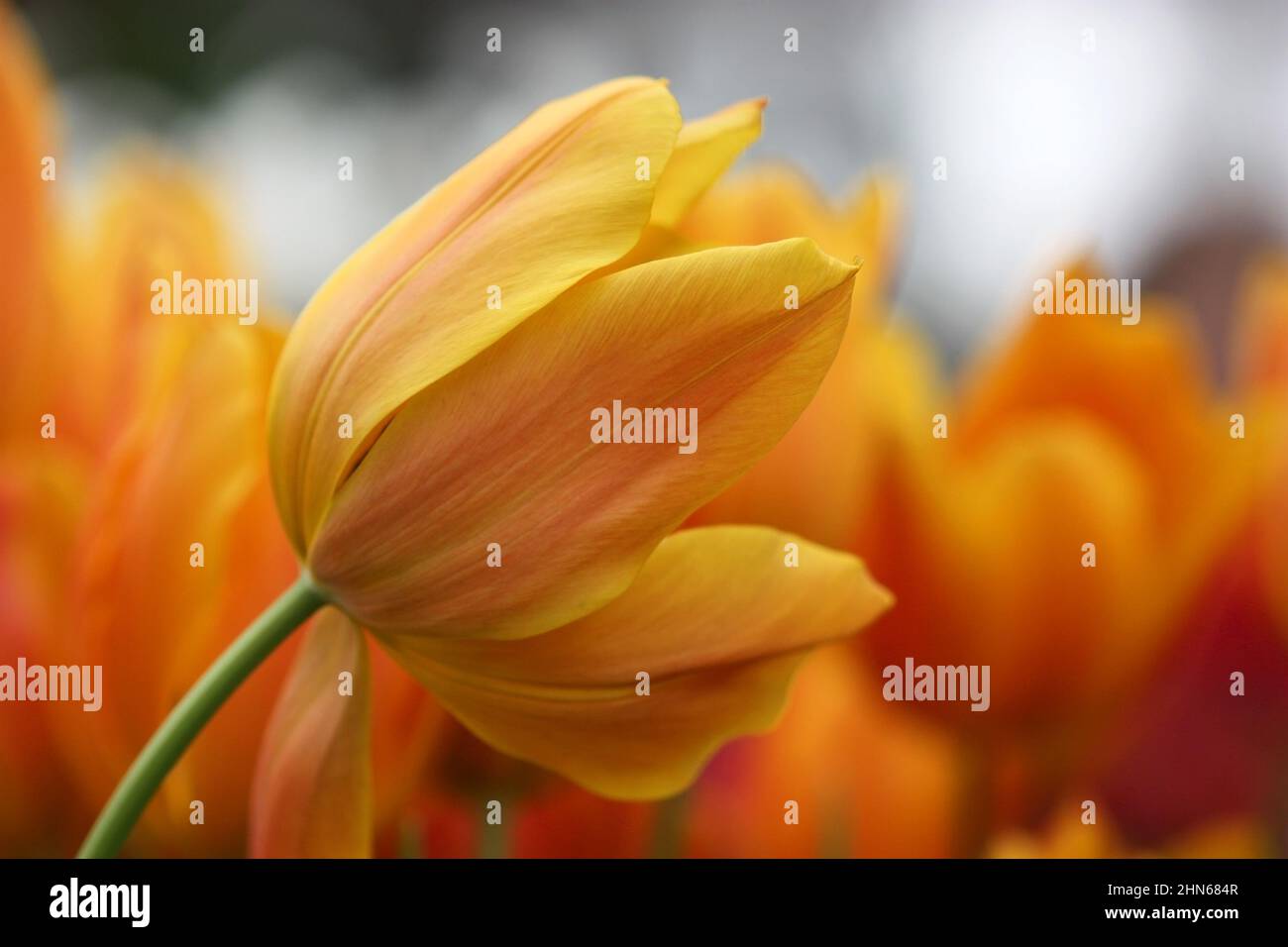 Tulipani gialli in primo piano orizzontalmente. Famiglia Liliaceae. Tulipa. Foto Stock