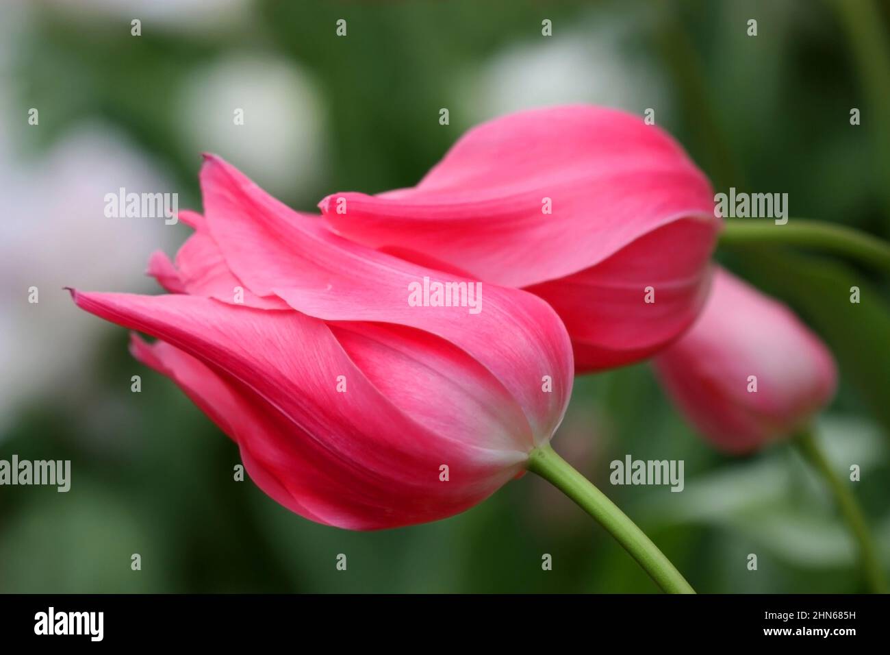Tulipani rosa. Fiore sfondo luminoso orizzontalmente. Tulipa. Famiglia Liliaceae. Foto Stock
