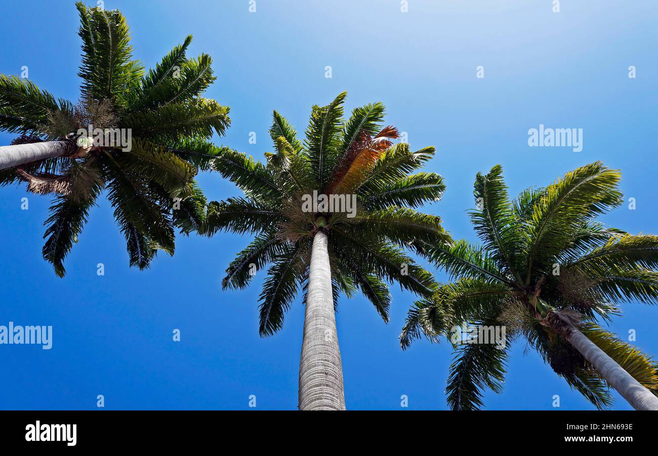 Palme e cielo blu Foto Stock