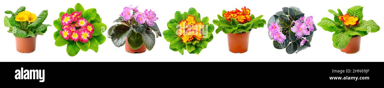 Collezione di viola freschi da diverse angolazioni isolati su sfondo bianco. Foto Stock
