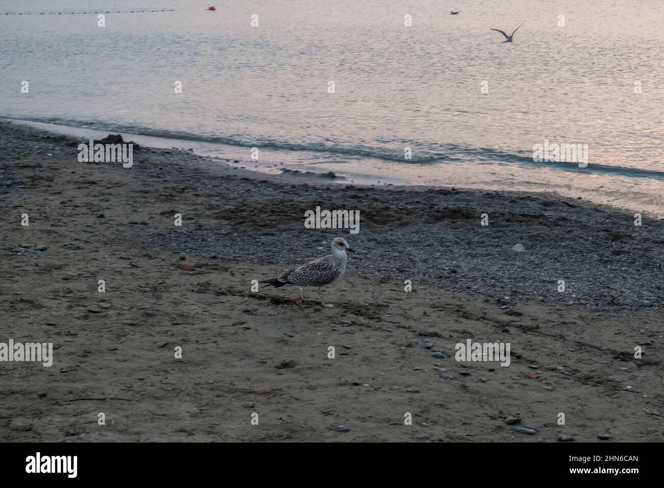da vicino seagull sulla spiaggia di fronte al mare al tramonto. Natura estiva. Sfondo Foto Stock