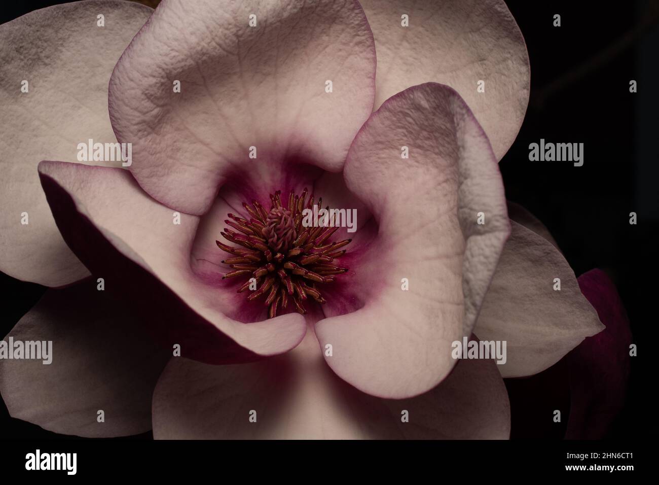 Bella cartolina Flower per anniversario o arte d'ufficio Foto Stock