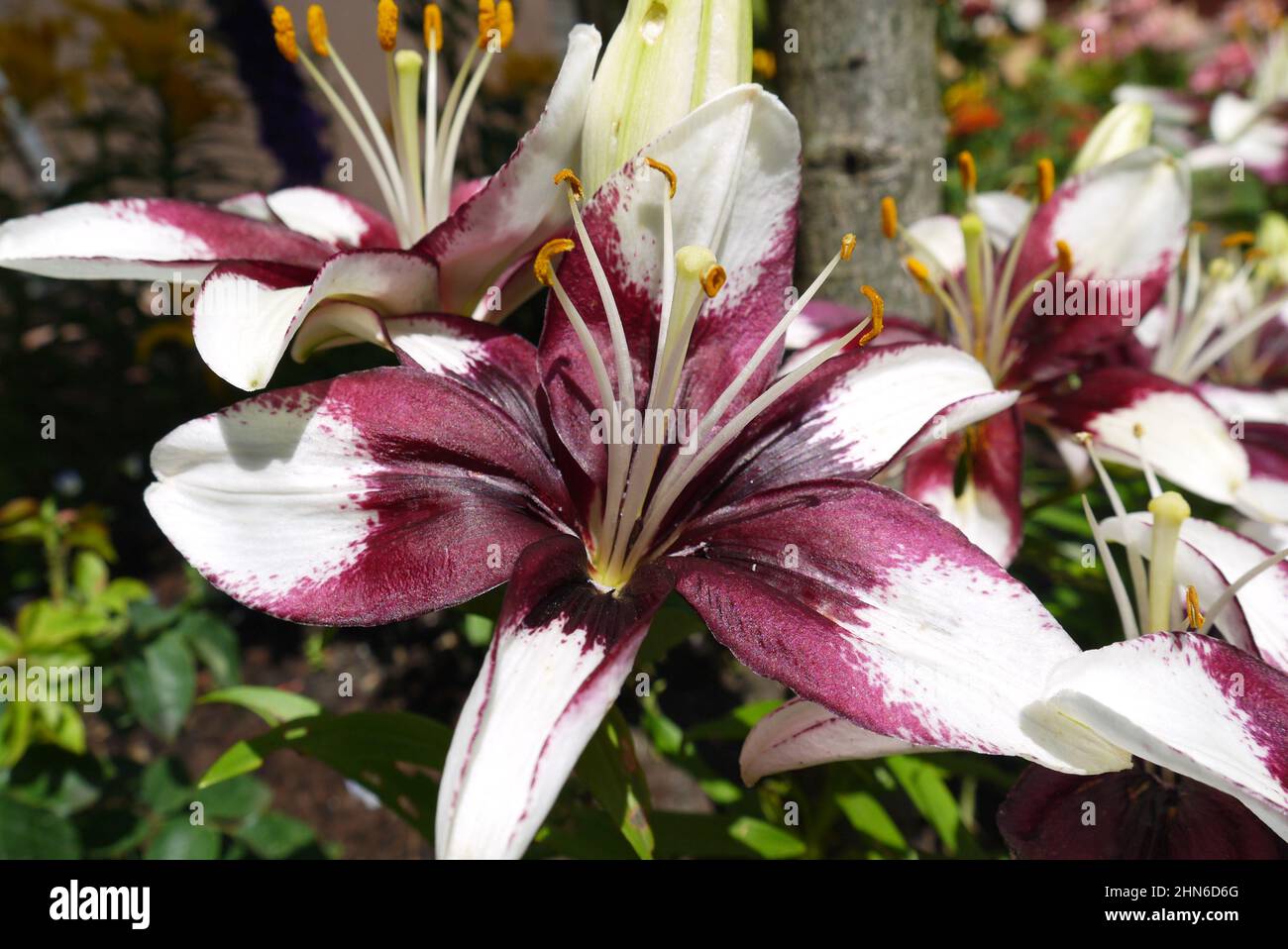 Gigli bianchi e rossi in fiore al sole Foto Stock