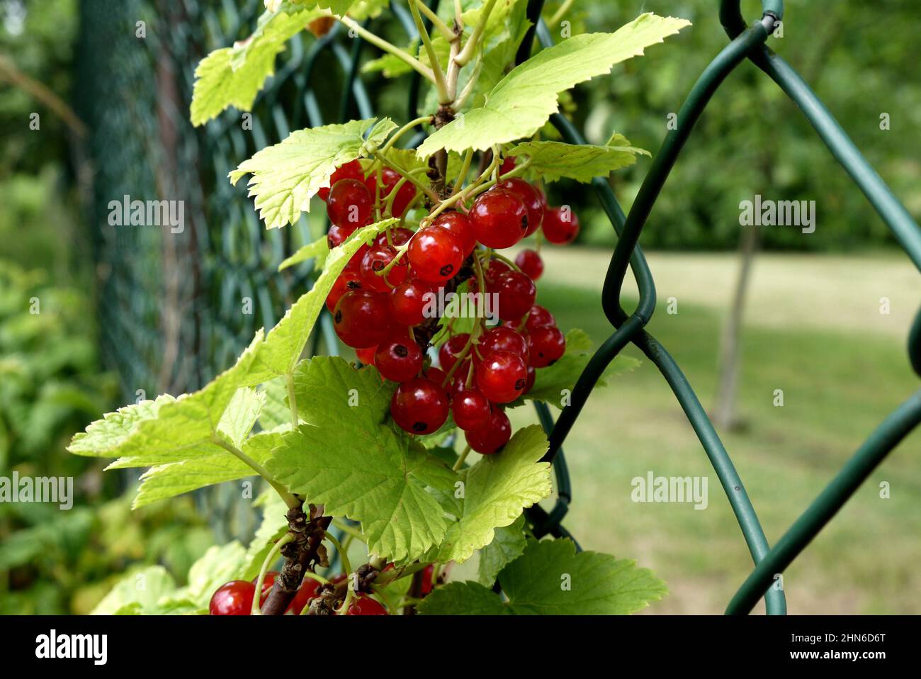 Primo piano di frutti di ribes rosso maturi sul ramo Foto Stock