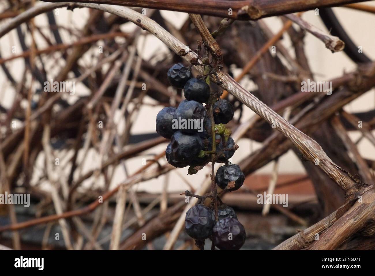 Uve marciate sulla vite Foto Stock