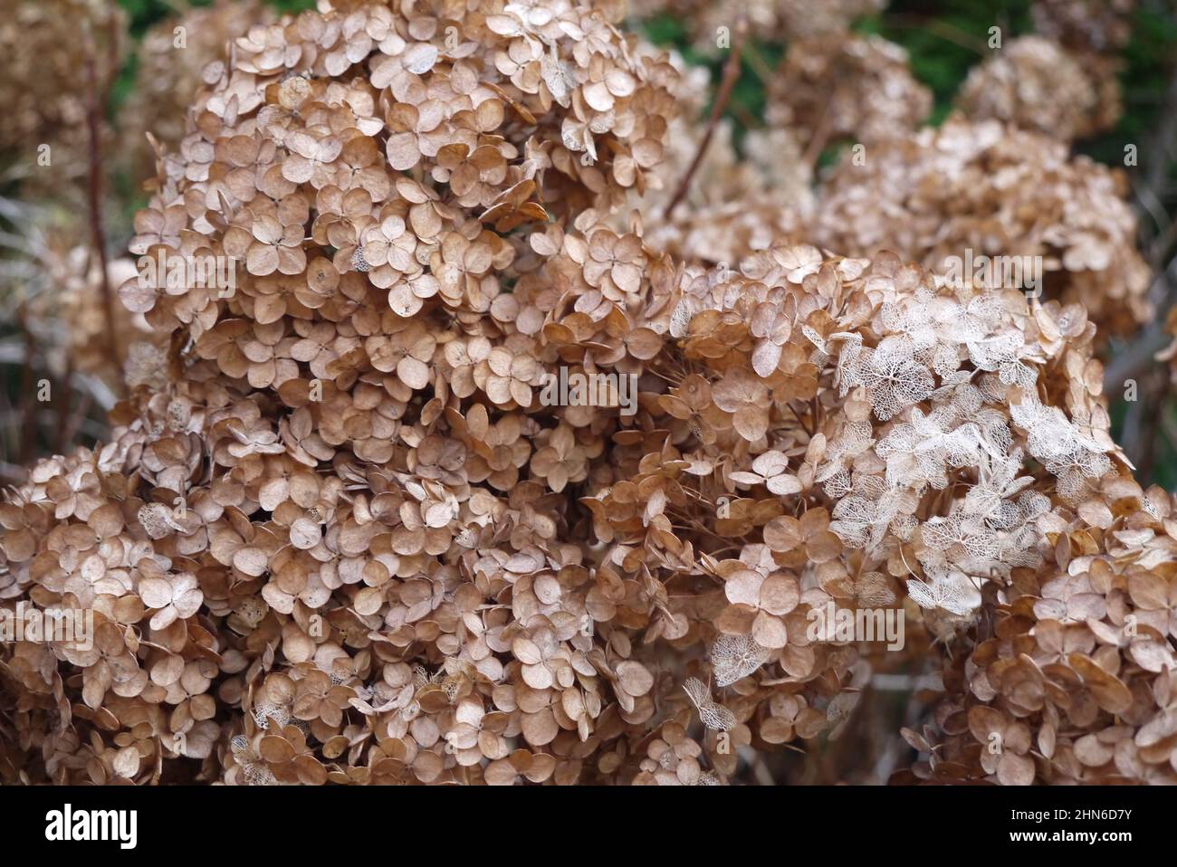 Piante invernali appassite Foto Stock