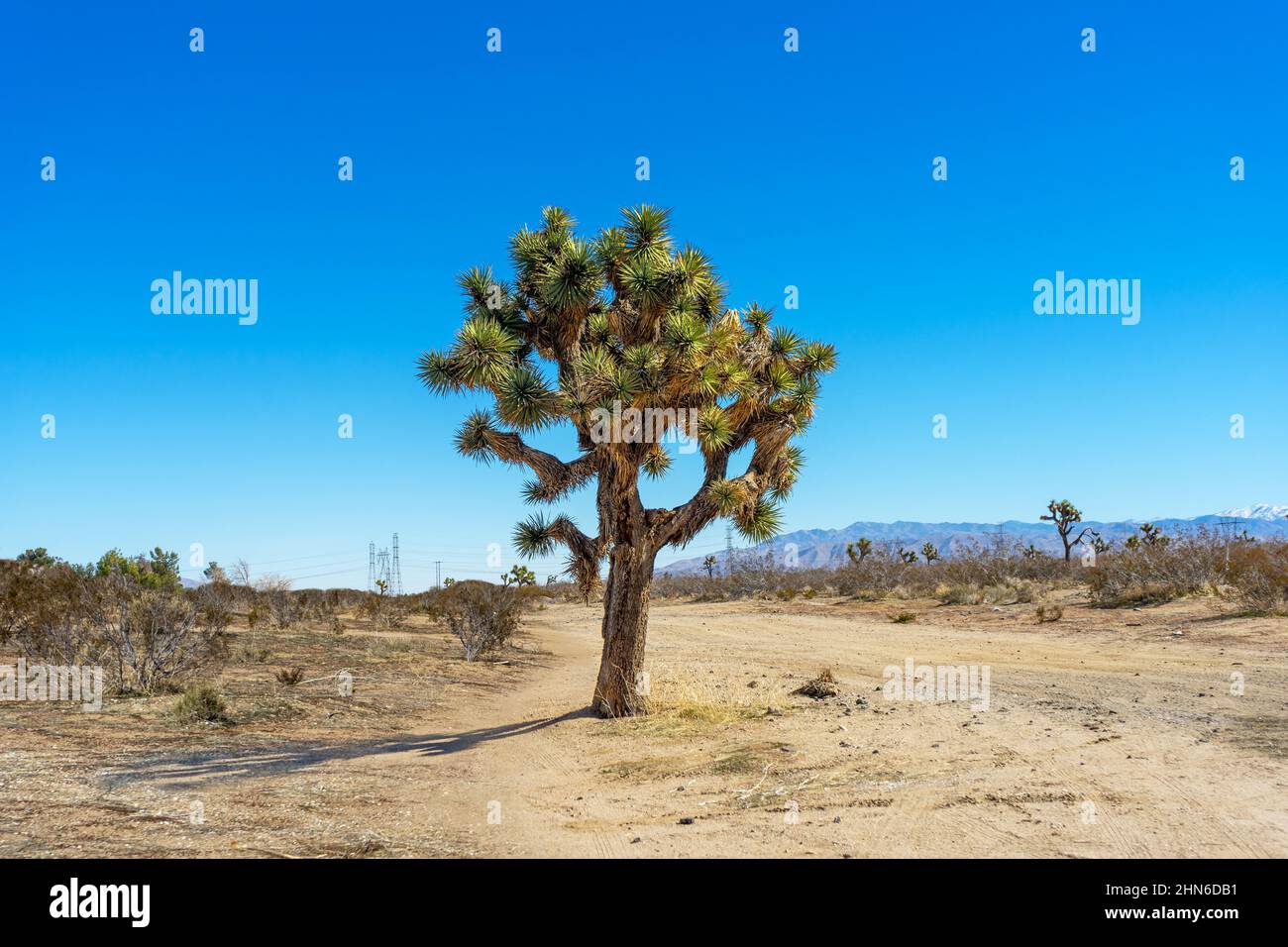 Grande albero di Giosuè su un sentiero del deserto di Mojave Foto Stock