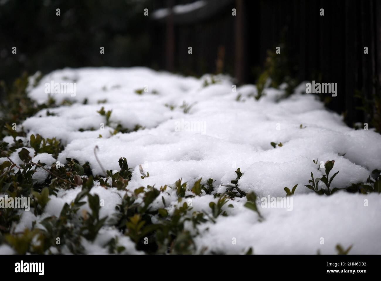Neve sulla cima di verde siepe di bosso Foto Stock
