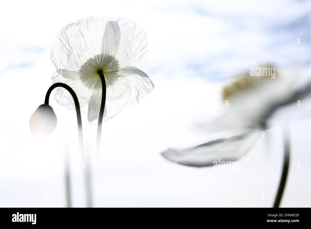 Campo di papaveri bianchi, chiamati anche l'oppio. Papaver somniferum Foto Stock