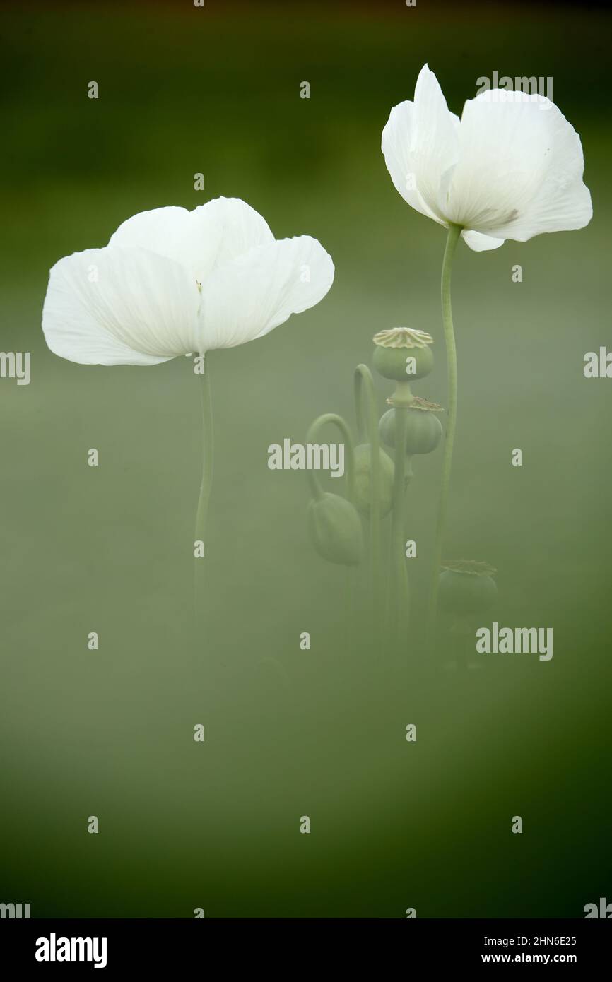 Campo di papaveri bianchi, chiamati anche l'oppio. Papaver somniferum Foto Stock