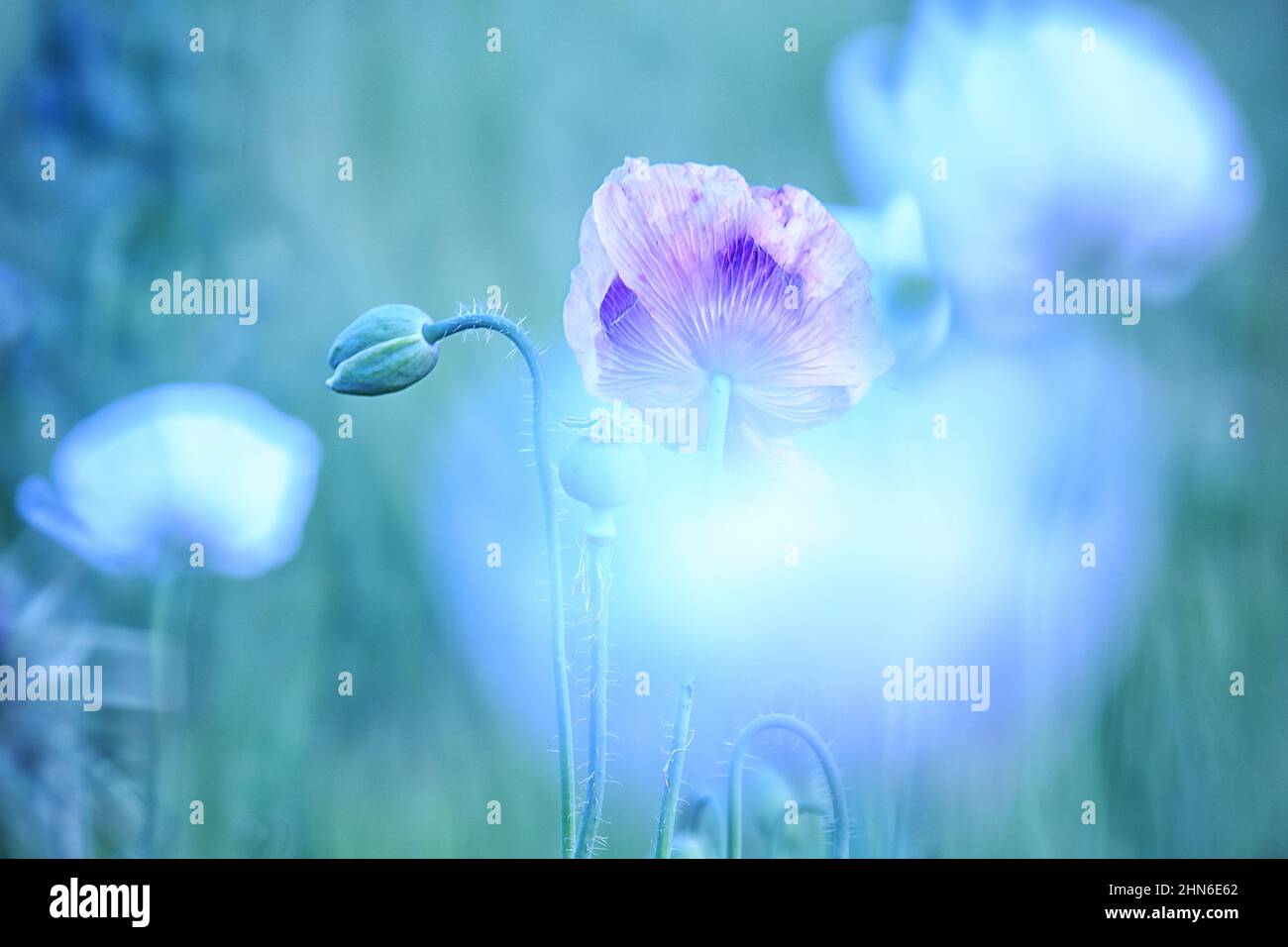 Campo di papaveri bianchi, chiamati anche l'oppio. Papaver somniferum Foto Stock