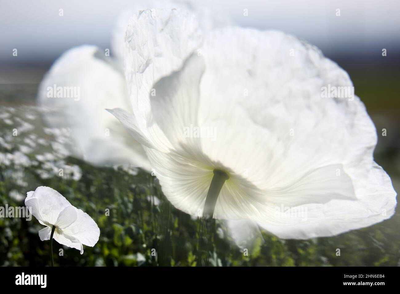 Campo di papaveri bianchi, chiamati anche l'oppio. Papaver somniferum Foto Stock