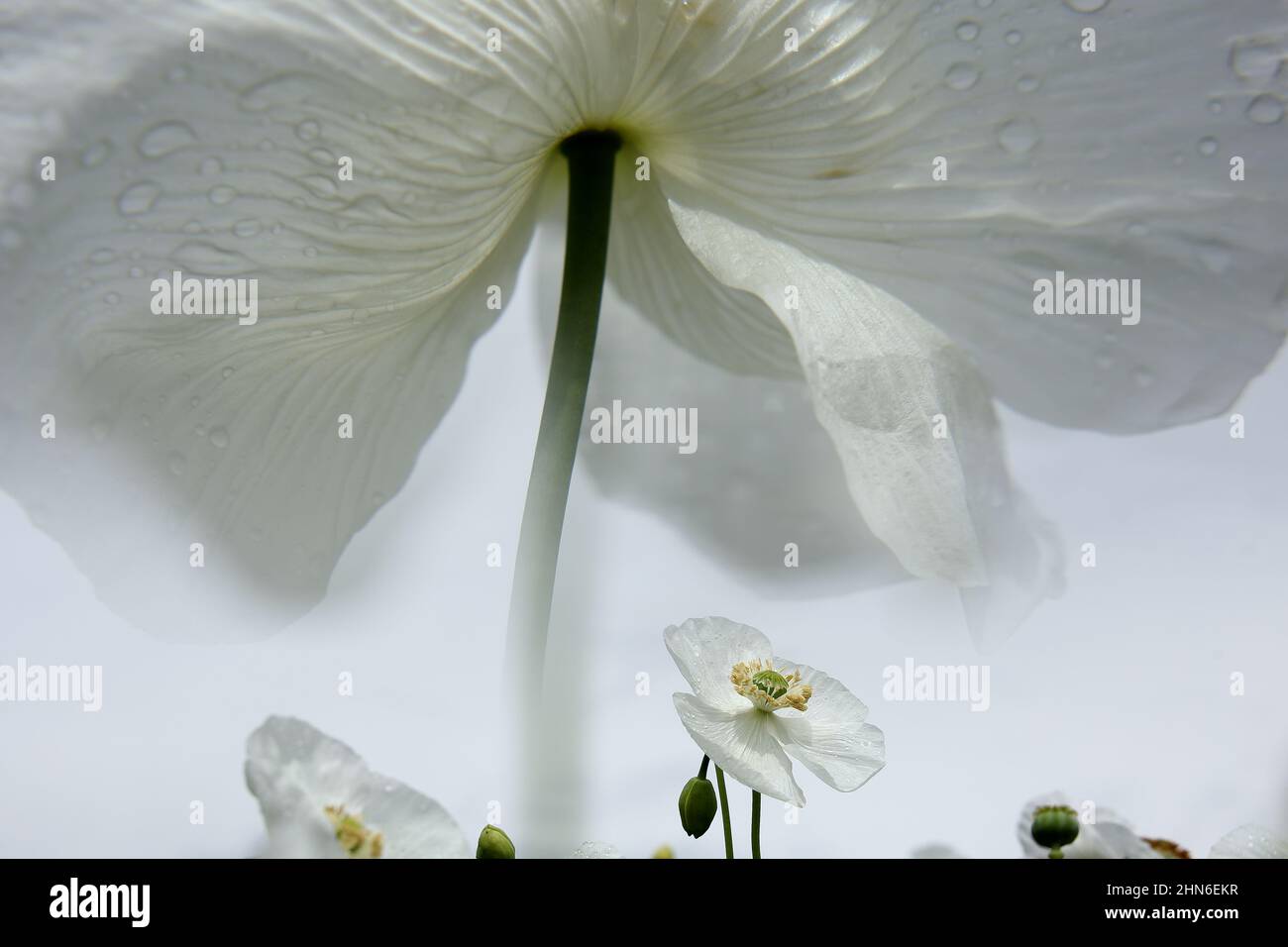 Campo di papaveri bianchi, chiamati anche l'oppio. Papaver somniferum Foto Stock