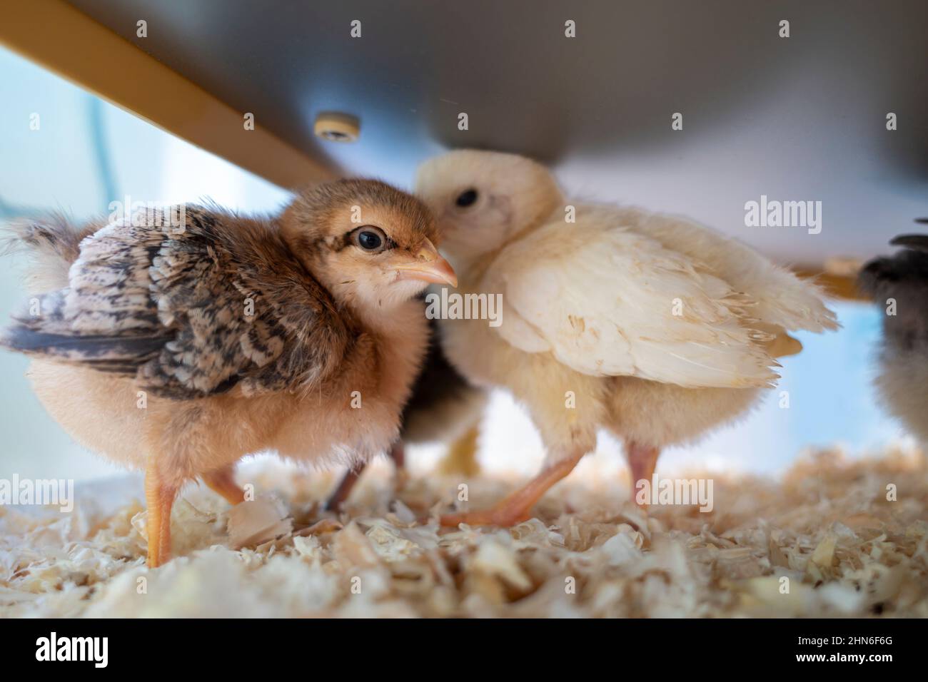 Due pulcini che rimangono caldi sotto il riscaldatore Foto Stock