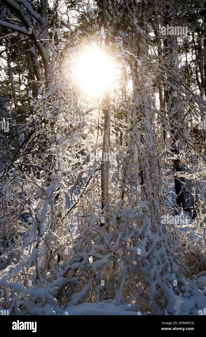 Una giornata invernale al Nickerson state Park, Brewster, Massachusetts, a Cape Cod, USA Foto Stock