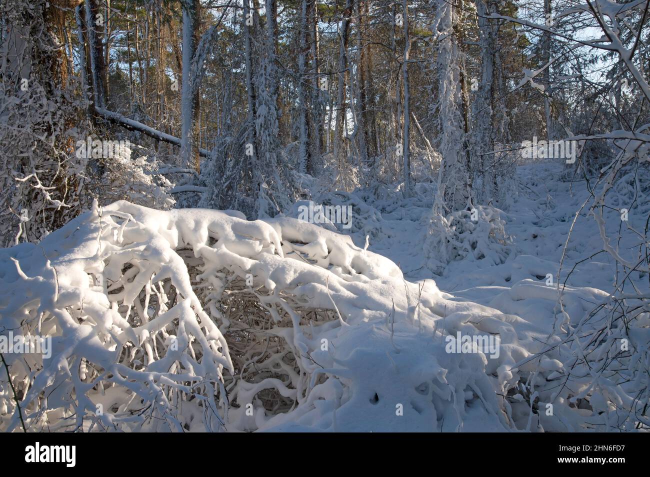 Una giornata invernale al Nickerson state Park, Brewster, Massachusetts, a Cape Cod, USA Foto Stock