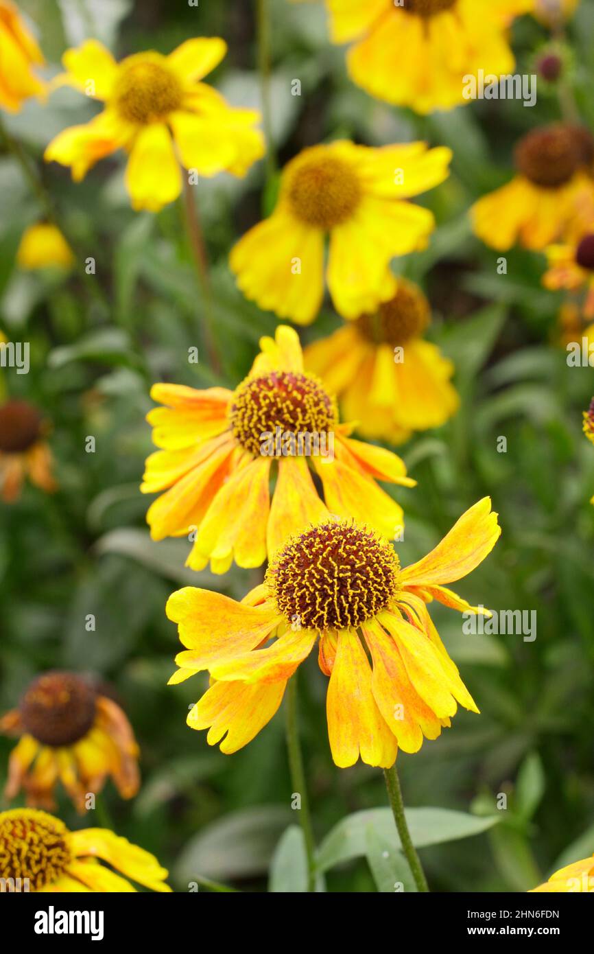 Helenium Wyndley sneezeweed fiori, una breve varietà fiorita a fine estate, inizio autunno. REGNO UNITO Foto Stock