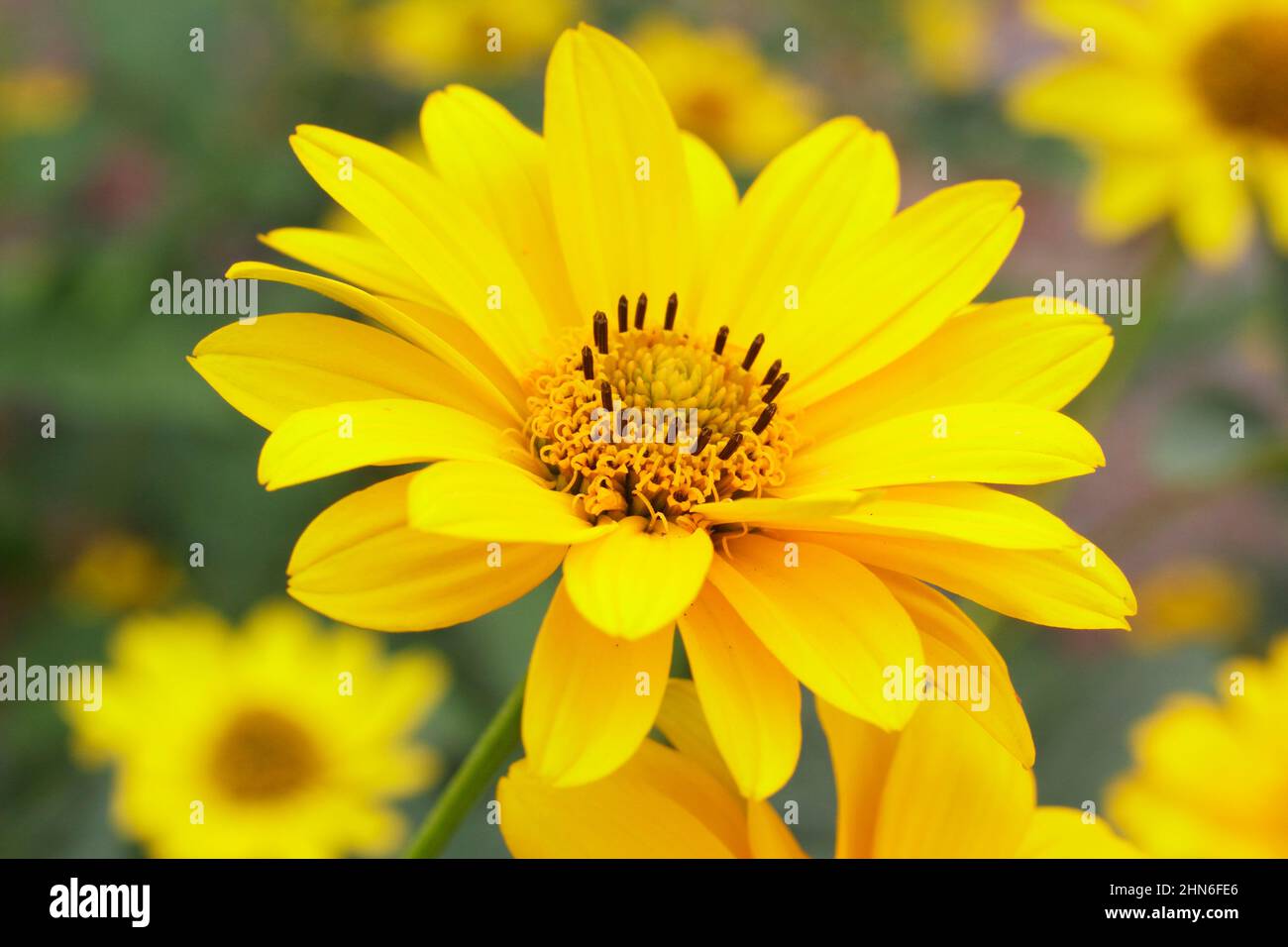 Falso girasole 'Sole Summer' fiori. Heliopsis Helianthoides var scabra 'Sun'. REGNO UNITO Foto Stock