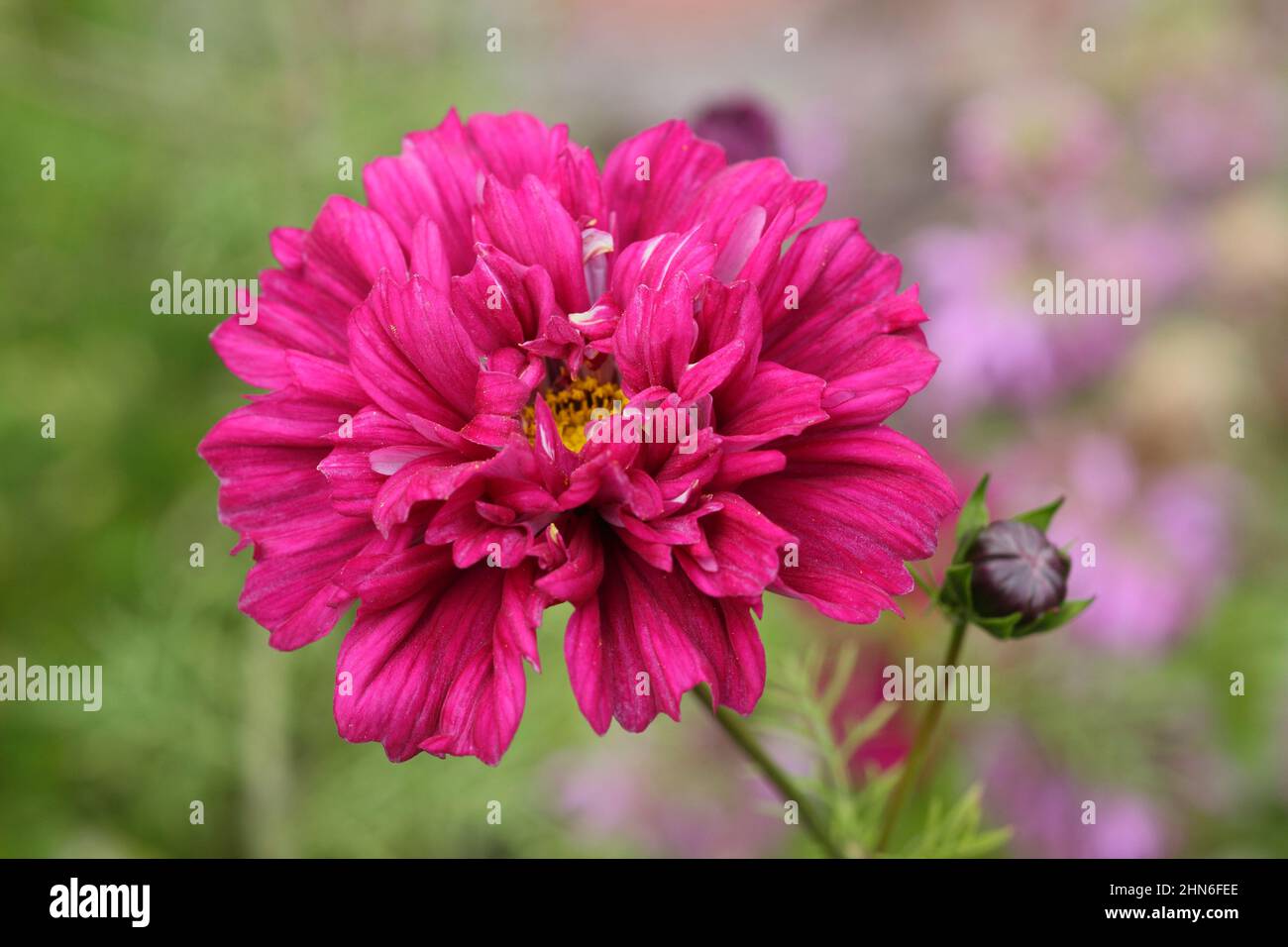 COSMOS Bipinnatus 'Double Click Cranberries' fiori nel mese di settembre. REGNO UNITO. Foto Stock