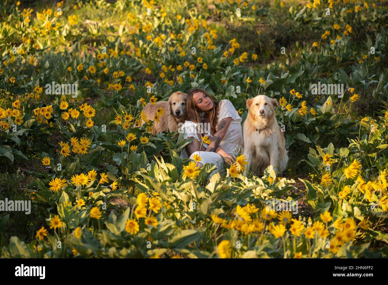 Donna in un abito in posa con cani in un campo di fiori selvatici Foto Stock