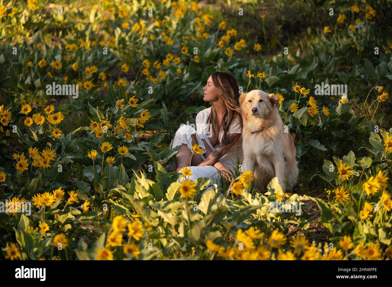 Donna seduta con il loro cane in un campo di fiori selvatici Foto Stock