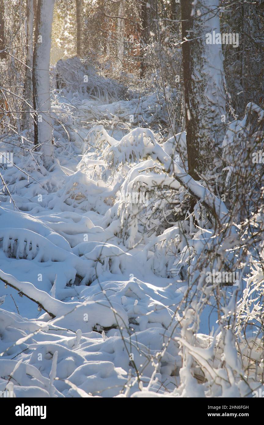 Una giornata invernale al Nickerson state Park, Brewster, Massachusetts, a Cape Cod, USA Foto Stock