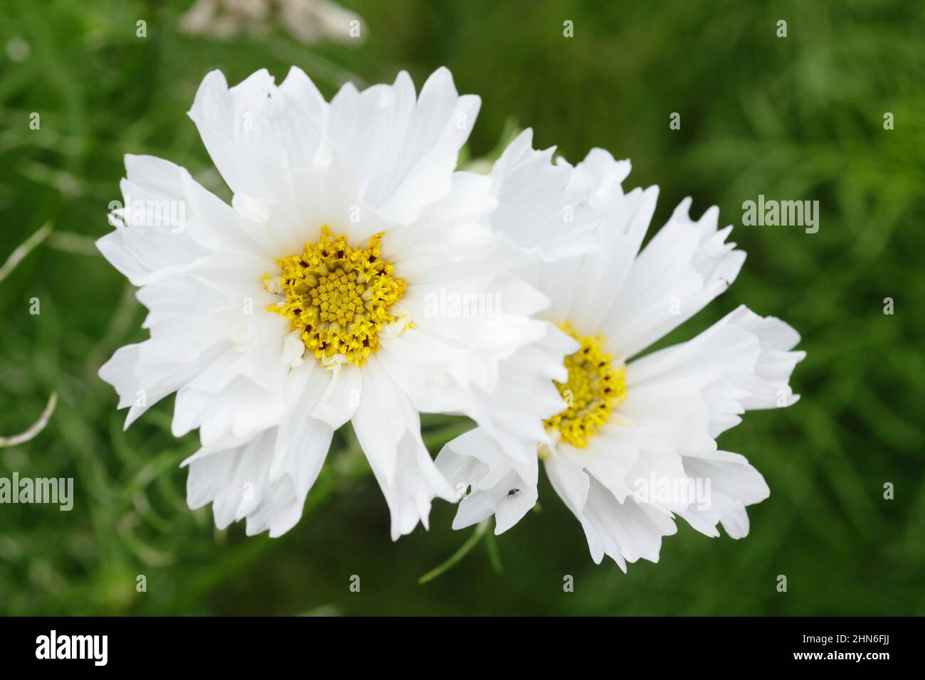 COSMOS bipinnatus 'Double Click Snow Puff' fiori a fine estate. REGNO UNITO Foto Stock