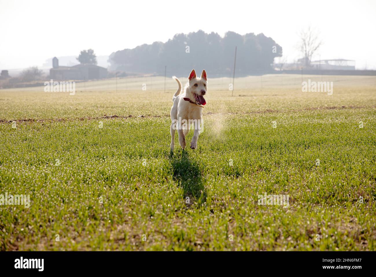 Cane da caccia bianco che corre in campo Foto Stock