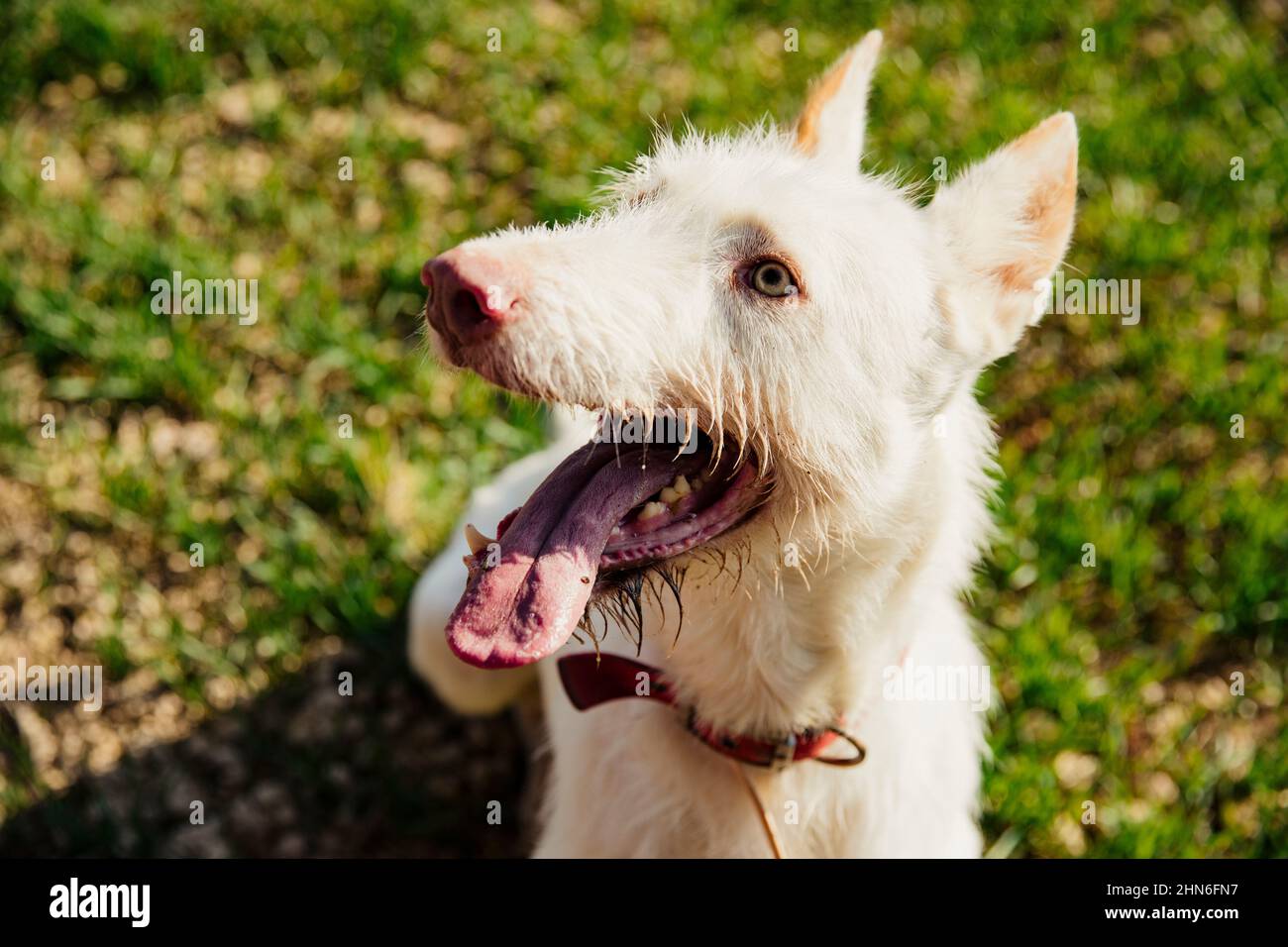 Ritratto di un cane da caccia bianco che attacca la sua lingua Foto Stock