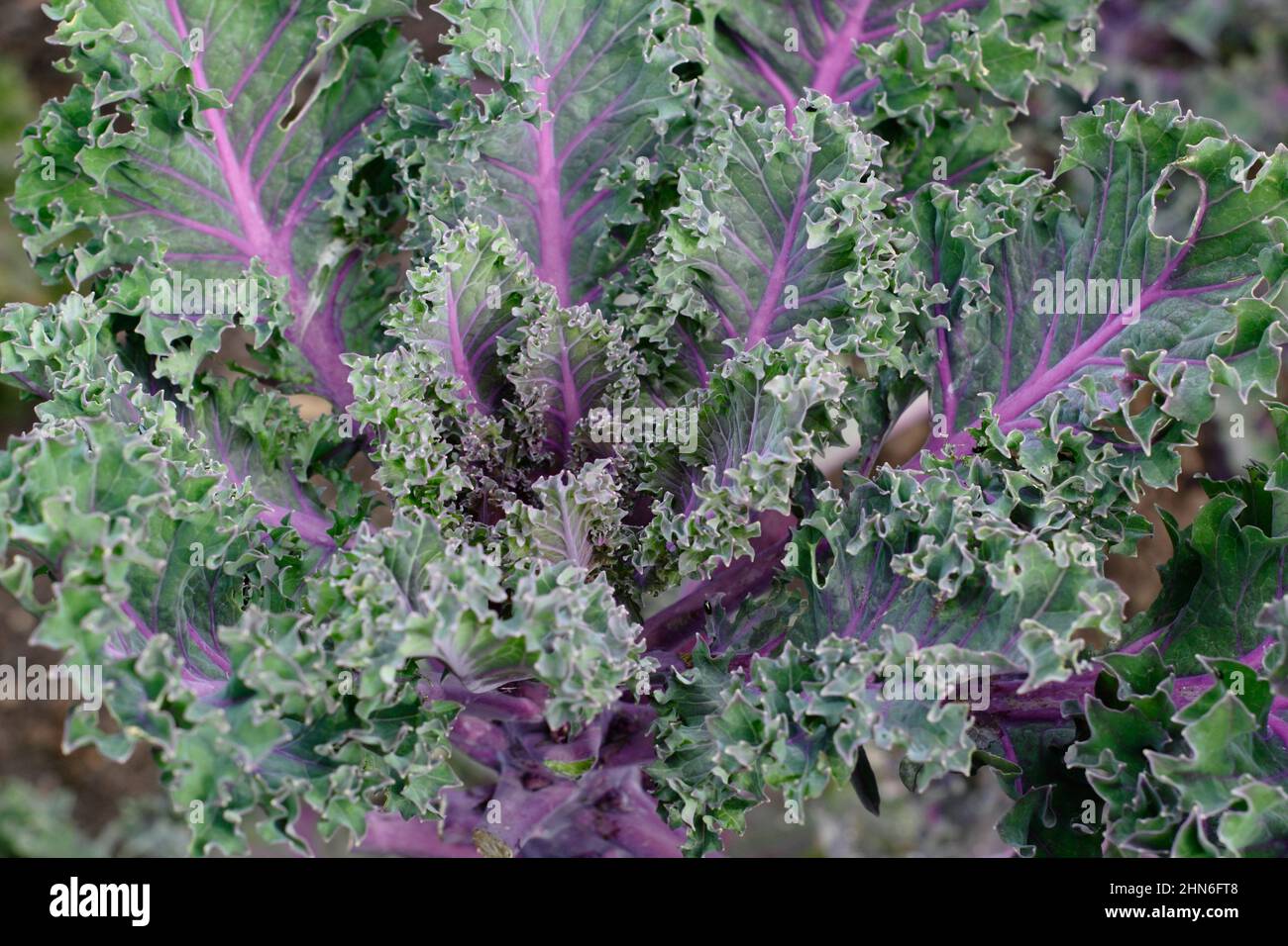 Brassica oleracea 'Midnight Sun' Kale foglie ornamentali di kale con vene viola. REGNO UNITO. Foto Stock