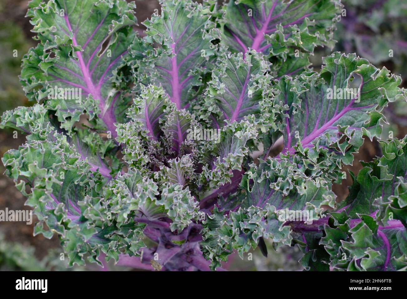 Brassica oleracea 'Midnight Sun' Kale foglie ornamentali di kale con vene viola. REGNO UNITO. Foto Stock