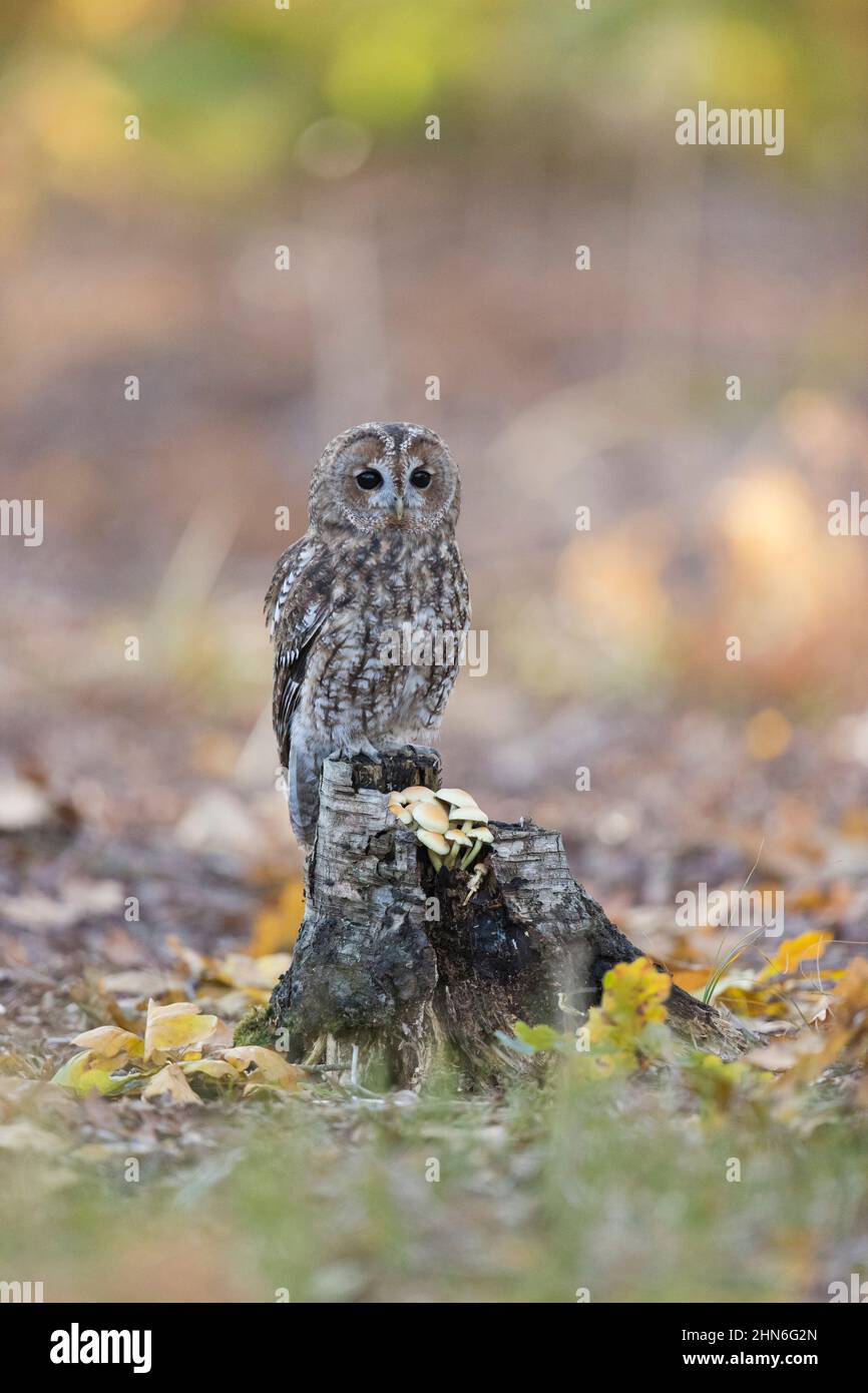 Tawny Owl (Strix aluco) adulto arroccato su moncone con tuft di zolfo (Hypholoma fasciculare) funghi, Suffolk, Inghilterra, novembre Foto Stock