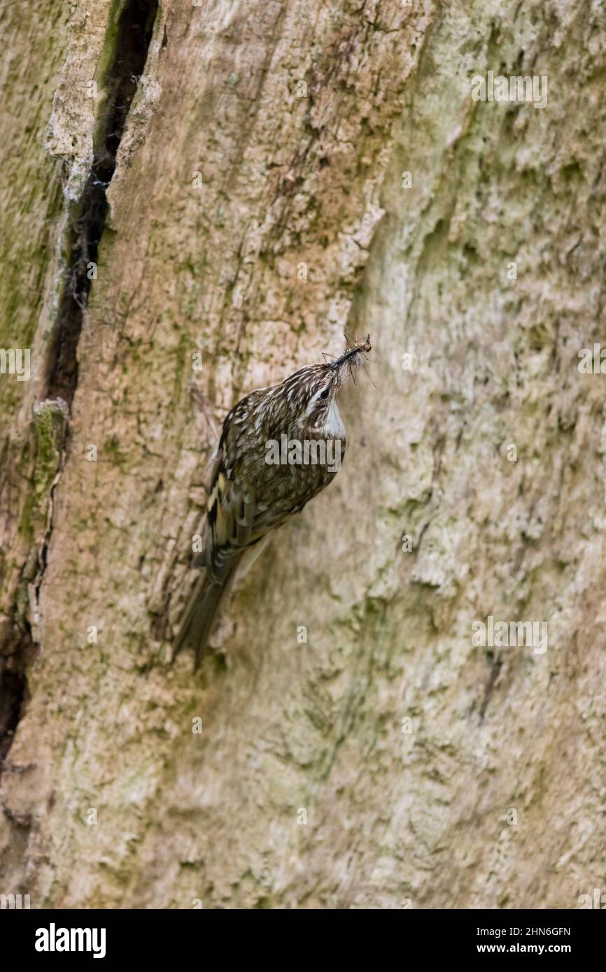 Comune Treecreeper (Certhia familiaris) adulto arroccato su tronco con insetti in becco per pulcini, Suffolk, Inghilterra, maggio Foto Stock