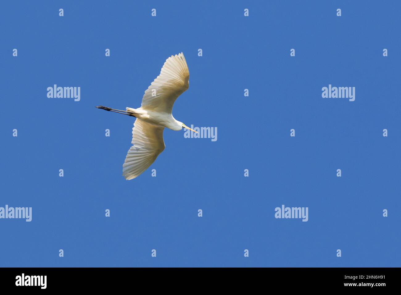 Grande airet bianco / airet comune (Ardea alba / Egretta alba) in piumage non-riproduzione volare contro il cielo blu Foto Stock