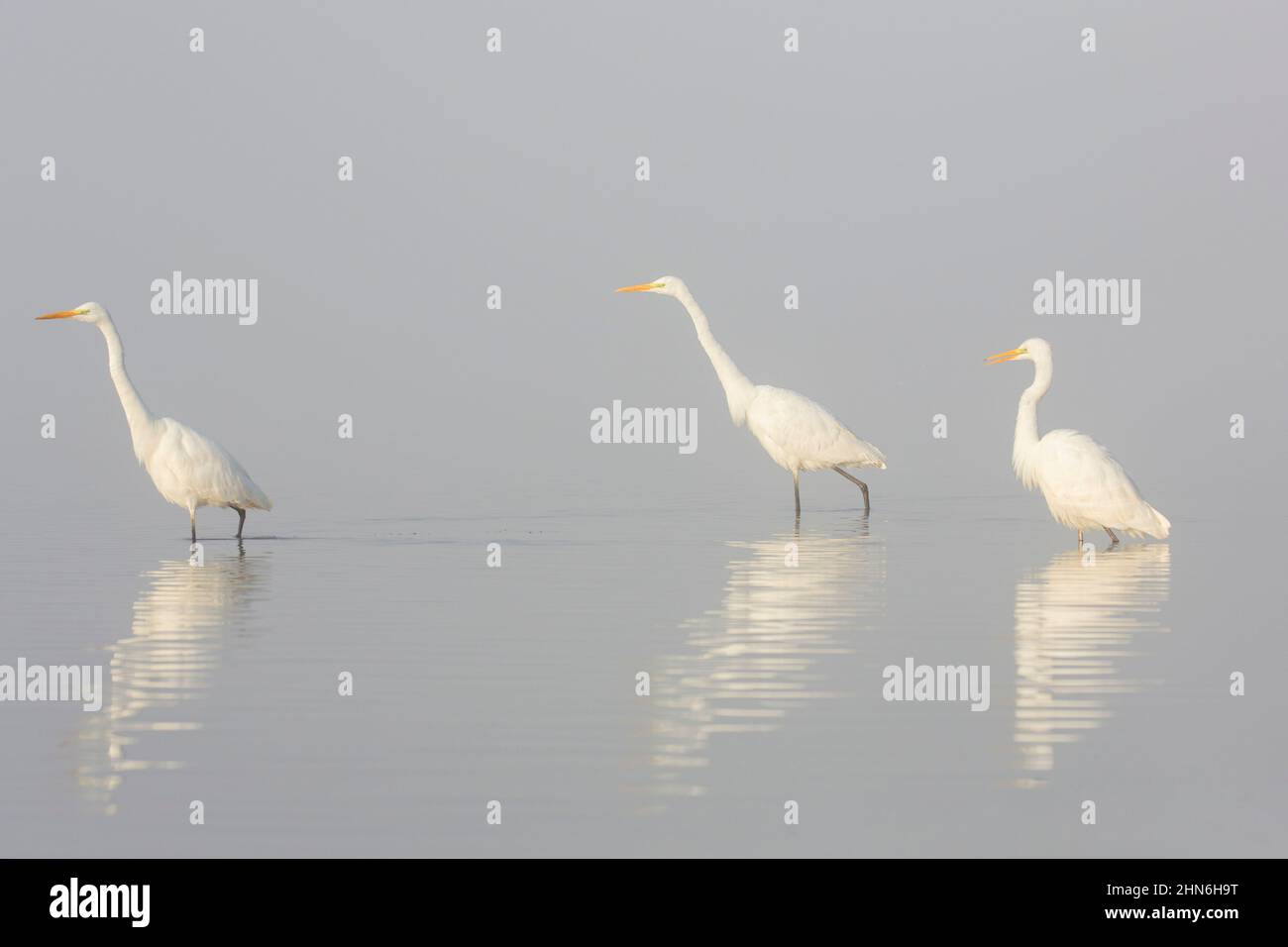 Tre grandi egrette bianche / comune egretta (Ardea alba / Egretta alba) foraging in acque poco profonde di stagno in una mattina presto nebbiosa in nebbia fitta Foto Stock