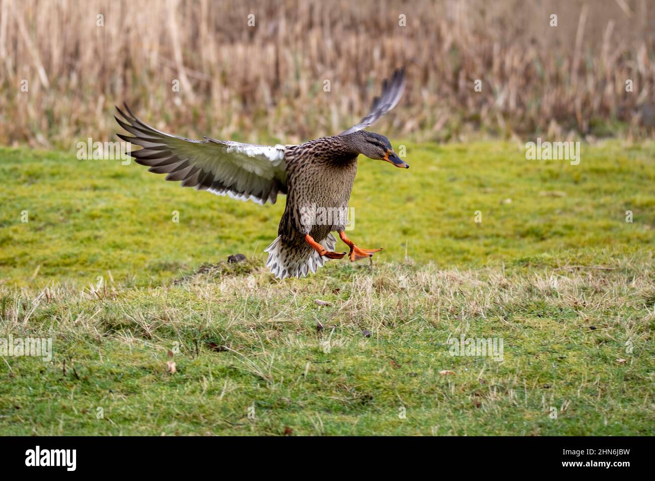 Una femmina Mallard con le sue ali allungate, atterrando sull'erba di un prato. Foto Stock