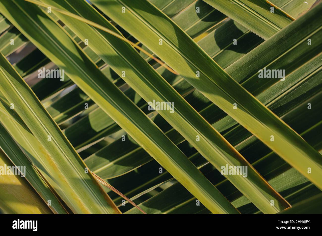 Foglie di palma intrecciate immagini e fotografie stock ad alta risoluzione  - Alamy