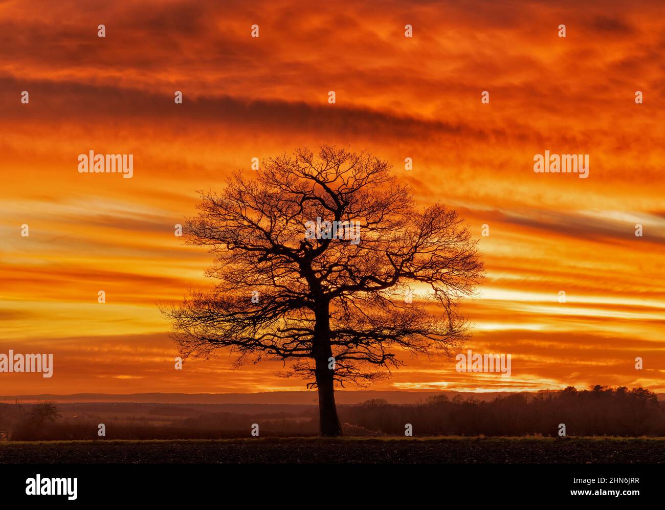 Quercia solitaria al tramonto con un suggestivo cielo rosso ardente. REGNO UNITO Foto Stock
