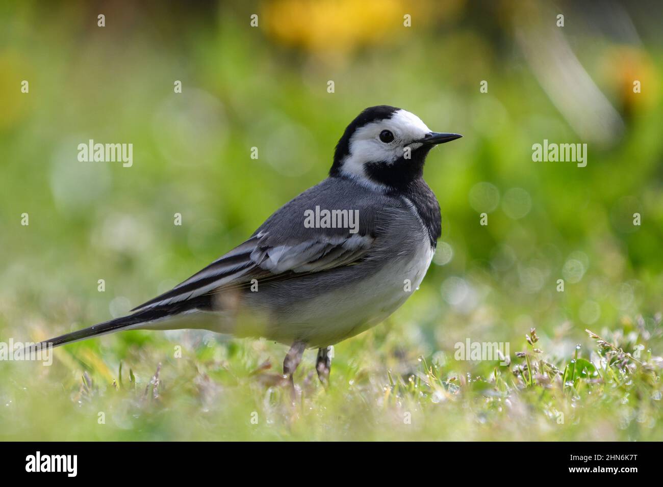 primo piano di una coda bianca appollaiata sulla prateria Foto Stock