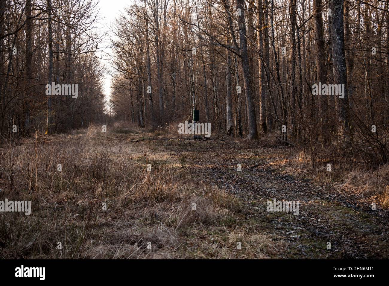 Radura nella foresta di Turopoljski Lug, Croazia dove si trovano lattine d'acciaio per alimentare la selvaggina locale durante la stagione invernale Foto Stock
