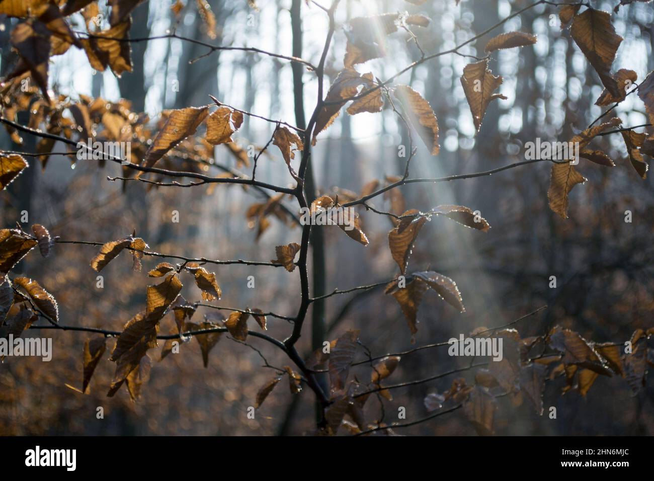 sunbeam tra gli alberi, nella foresta d'autunno Foto Stock