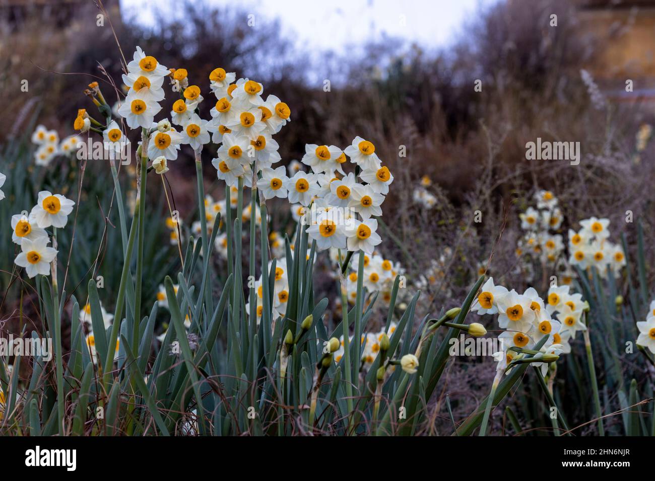Naffodils che crescono nella natura selvaggia della montagna Foto Stock