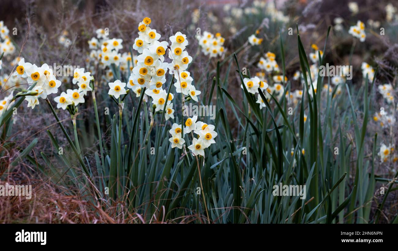 Piante di Narcisis che fioriscono in natura Foto Stock