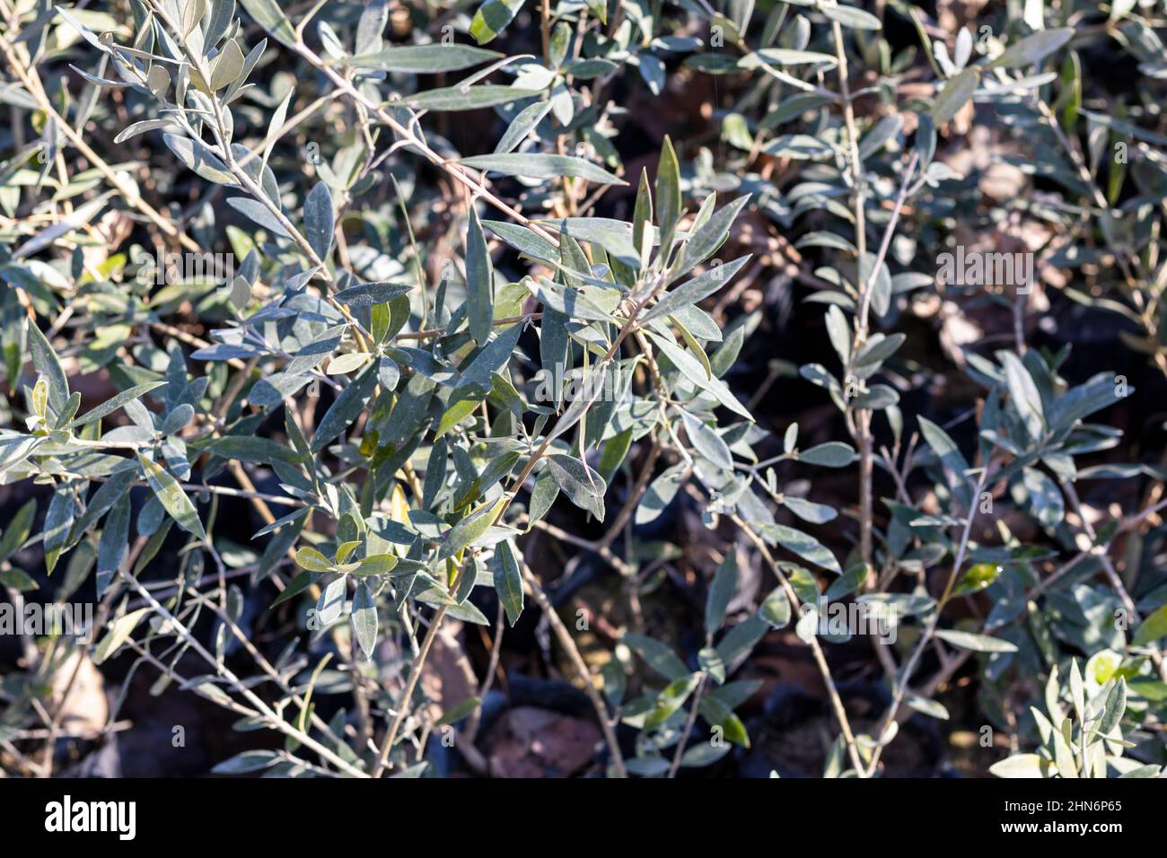 Piante sempreverdi di oliva in un sacchetto Foto Stock