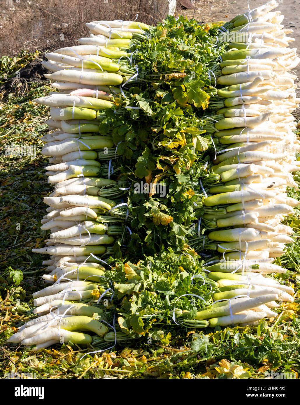 White Rasth radice vegetale commestibile Foto Stock