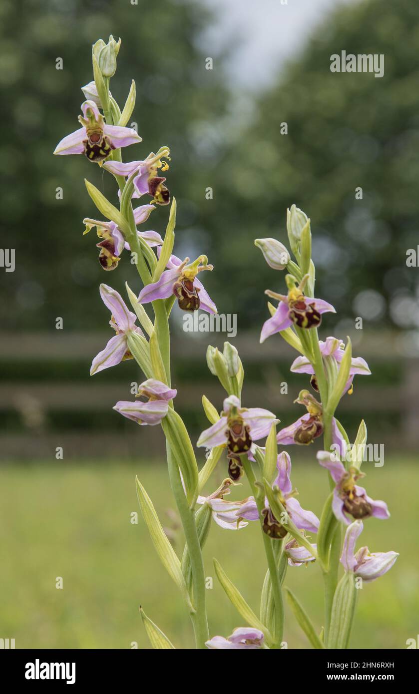 Un picco di fiore impressionante del orchidea dell'ape. Un mimico sneaky per attrarre un'ape per ottenere impollinato . Suffolk, Regno Unito Foto Stock