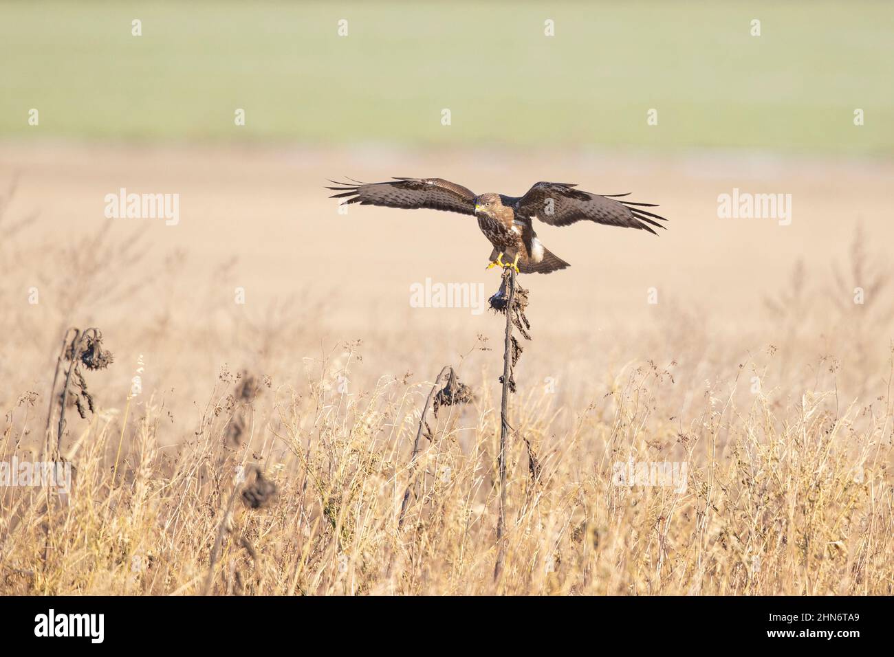 Una buzzard comune (Buteo buteo) che atterra su un girasole. Foto Stock