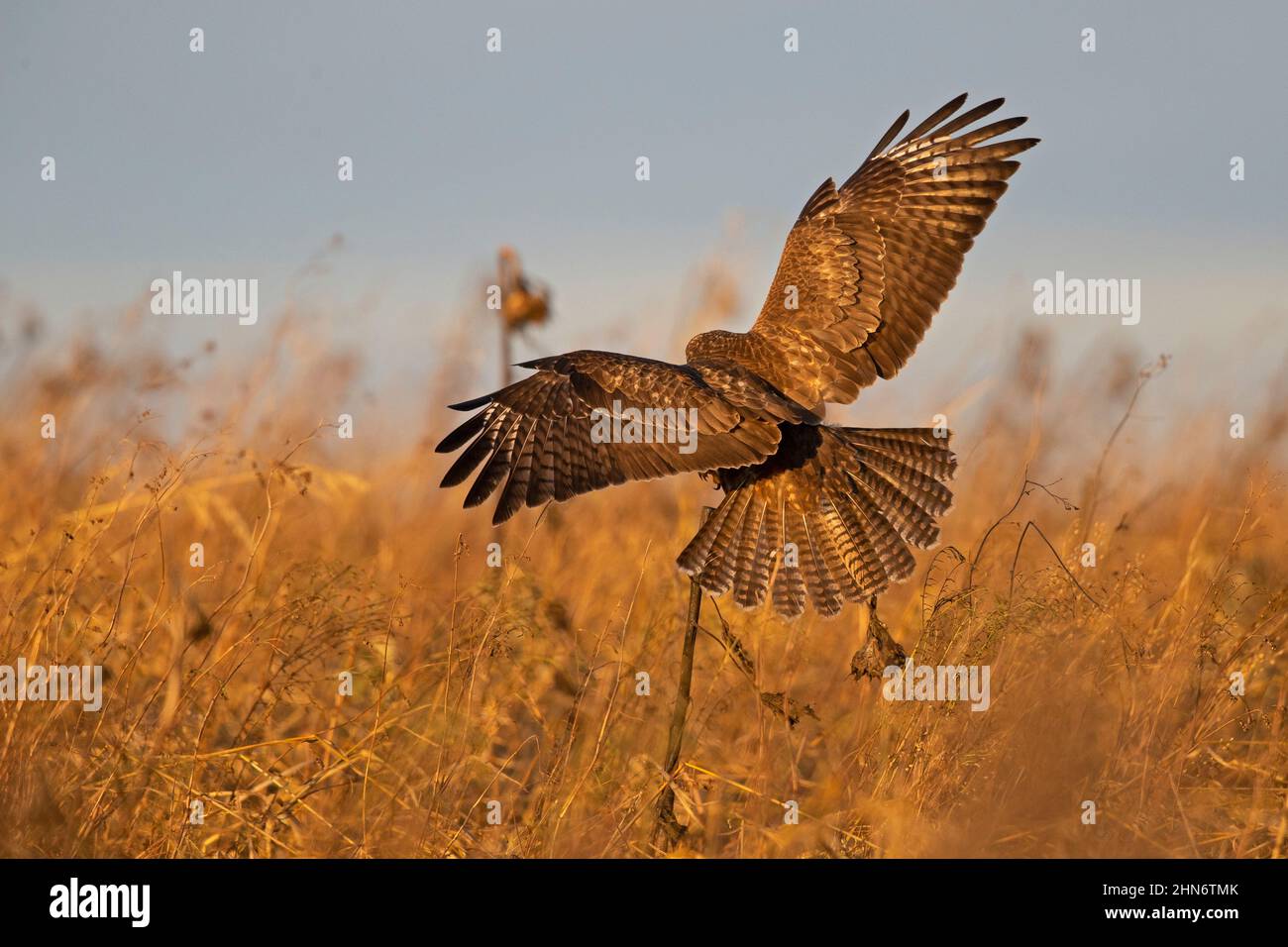 Una buzzard comune (Buteo buteo) che atterra su un girasole. Foto Stock