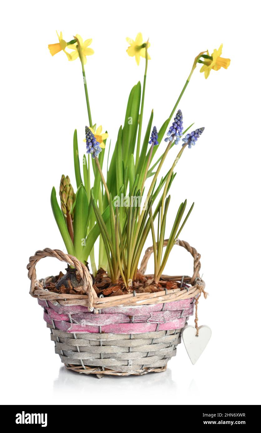 Mini Narciso fiori e muscari fiori in un cestino di vimini isolato su sfondo bianco Foto Stock